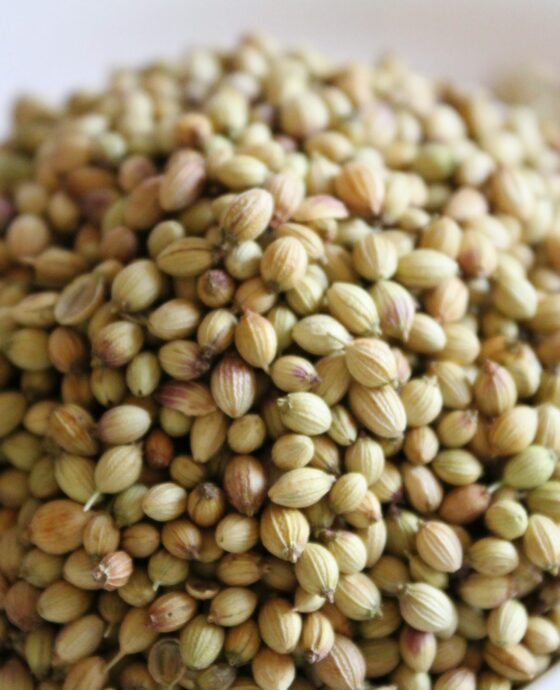 Coriander seeds 