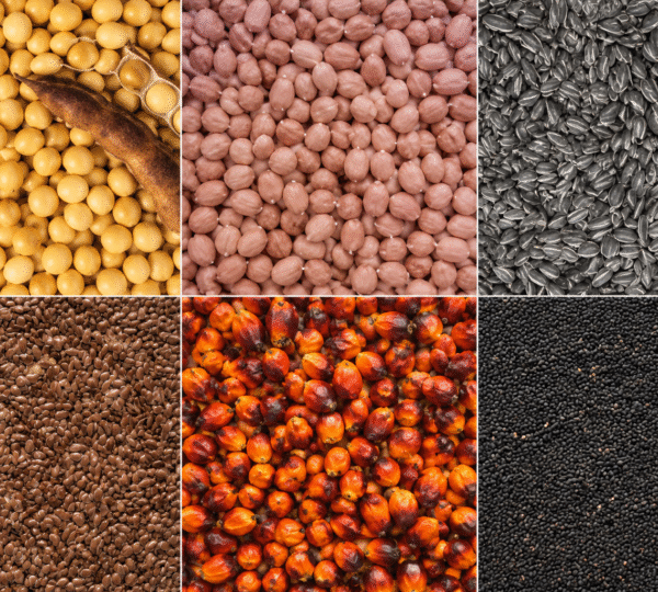 Oil Seeds